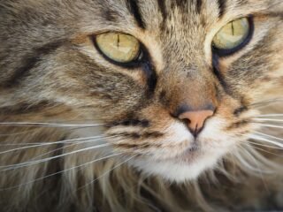 Cara Membersihkan Mata Kucing Tanpa Drama