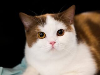 Imlek Dimulai Dengan Cara yang Lebih Meowgic di Grand Galaxy Park Bekasi