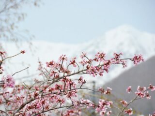 【Keajaiban Sisa Salju × Bunga Sakura】Bagaikan dunia lain dengan ketinggian 1.900 meter di atas per- mukaan laut. Nikmati akses istimewa wisata “Dinding Salju” dan “Permainan Salju Musim Semi” di Desa Otari, Prefektur Nagano. Operasi khusus musim semi awal berlangsung hingga 6 Mei, serta Taman Alam Tsugaike dibuka mulai 6 Juni.