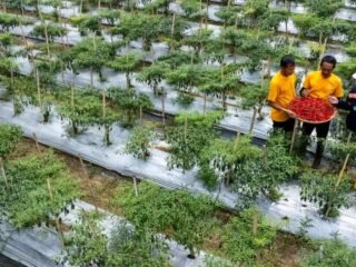 Ketika Mantan PETI Bersama-sama Membangun Pongkor