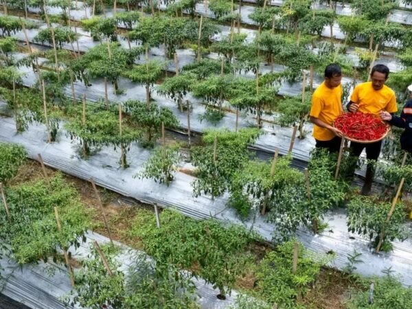 Ketika Mantan PETI Bersama-sama Membangun Pongkor