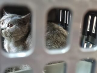 Memasuki Arus Mudik Lebaran, Pengiriman Hewan Peliharaan Via KAI Logistik Meningkat