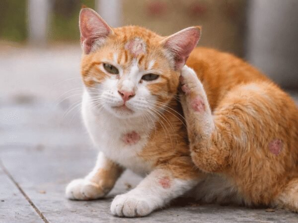 Penyebab dan Cara Atasi Jamur Pada Kucing