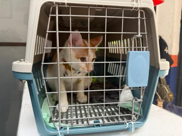 Mudik Bersama Hewan Peliharaan Kian Jadi Pilihan, KAI Logistik Catat 13.435 Pengiriman Hewan Peliharaan Selama Ramadan - IdulFitri