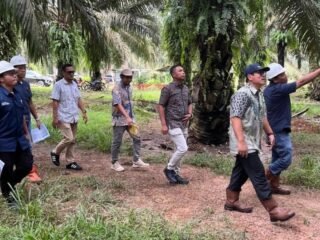 Holding Perkebunan Nusantara Perkuat Pengawasan Operasional, PTPN IV Regional VII Tingkatkan Produktivitas Kebun