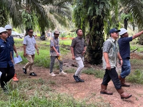 Holding Perkebunan Nusantara Perkuat Pengawasan Operasional, PTPN IV Regional VII Tingkatkan Produktivitas Kebun