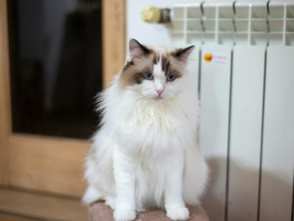 Mengenal Ragdoll Cat dan Pemeliharaan Bulunya
