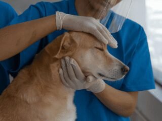 Kenali Tanda Anjing Rabies dan Langkah Penanganannya