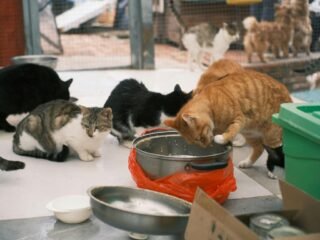 5 Kelebihan Adopsi Kucing Dari Shelter