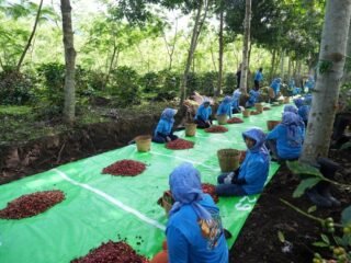 Holding Perkebunan Nusantara Terus Perkuat Daya Saing Global, Ekspor Kopi Ijen PalmCo Tembus AS dan Inggris