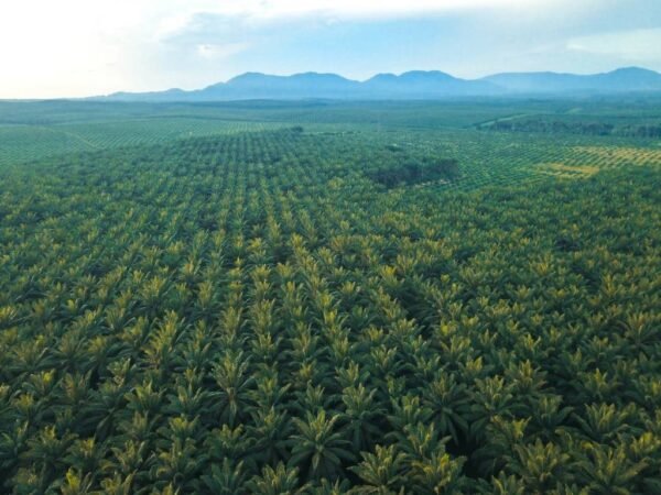 Gangguan Premanisme di Perkebunan Sawit Ancaman Nyata bagi Ketahanan Energi Nasional.