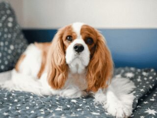 Kenapa Cavalier King Charles Spaniel Jadi Salah Satu Doggy Favorit Pecinta Hewan