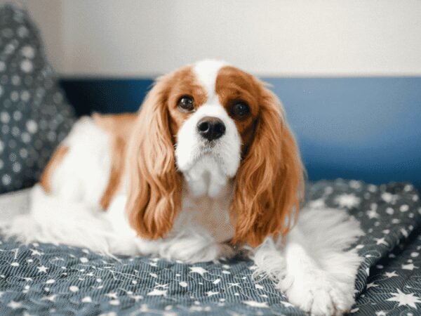 Kenapa Cavalier King Charles Spaniel Jadi Salah Satu Doggy Favorit Pecinta Hewan