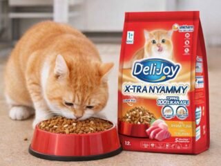 Jangan Asal Pilih! Ini Rekomendasi Dry Food Kucing Bernutrisi Tinggi