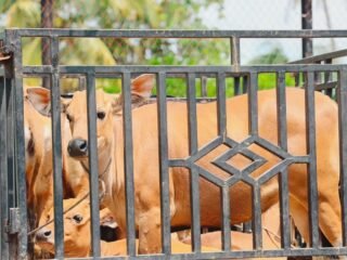 Holding Perkebunan Nusantara Tebar Manfaat Idul Adha, 1.713 Hewan Kurban PalmCo Disalurkan ke Berbagai Daerah