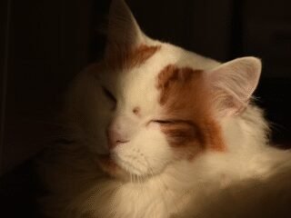 Jangan Salah Pilih, Ini Ciri-Ciri Kucing Anggora Asli yang Perlu Diketahui